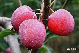 鸡心果视频,揭秘热带水果的独特魅力