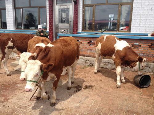 母牛养殖技术视频教程