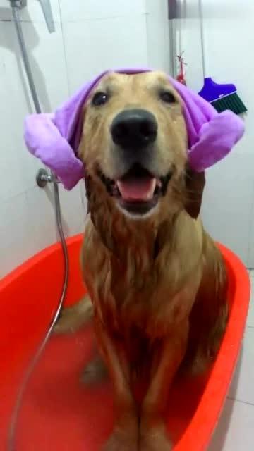 给狗狗洗澡视频